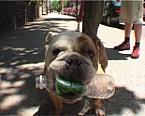 Bild: Hund mit Plastikflasche im Maul - Auge in Auge